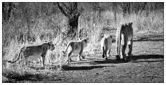 Zimbabwe 05  Morning Walk