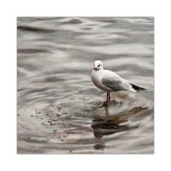 Bird on the Lake