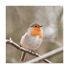 Robin