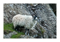 Sheep on the hills