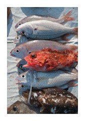 Fish for Sale