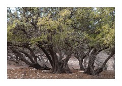 The Argon Tree