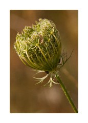 Flower head