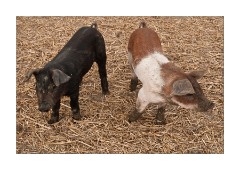 Young Piglets
