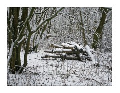 Monkfield Wood 3