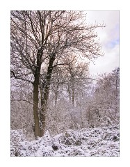 Monkfield Wood