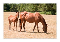 Mother and foal