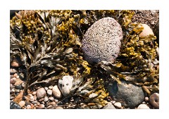 Beach Landscape