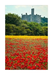 Field of Poppies