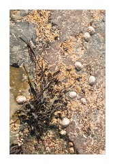 Rock Pictures