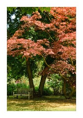 Colourful Tree