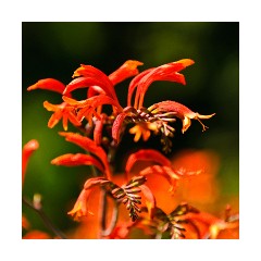 Crocosmia