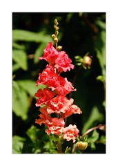 Flower in Red