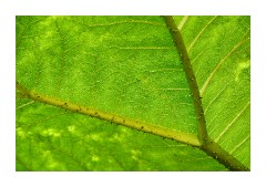 Gunnera manicata 2