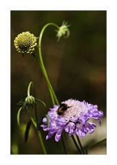 Insect on Flower