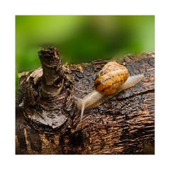 Snail 3