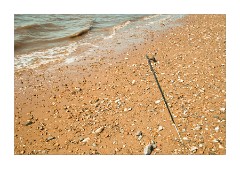 Left on the beach