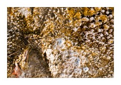Bacterial Mats 2