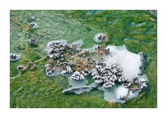 Bacterial Mats 3