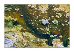 Bacterial Mats 4
