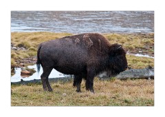 Bison Heydon Valley
