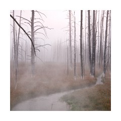 Tangle Creek