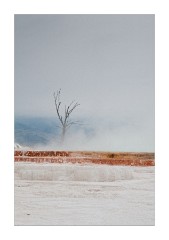 The Lone Tree at Canary Spring - Mammoth Hot Spring