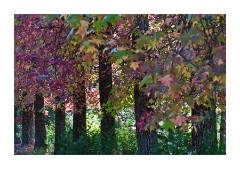Apple Hill