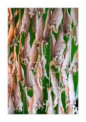 Fish - Oostende