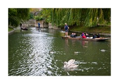 Punting on the Cam