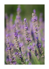 Abbey of Senanque Lavender