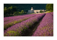 Abbey of Senanque