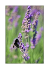 Bee in the Lavender
