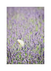 Dandelion in the Lavender