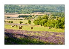 Lavender Fields around Sault