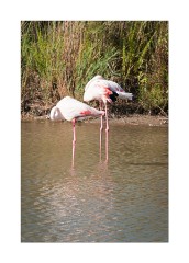 A pair of Flamingos