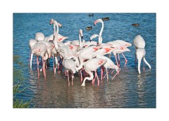Flamingos in the Camargue