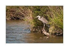 Grey Heron