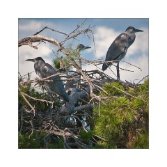 Nesting in Trees