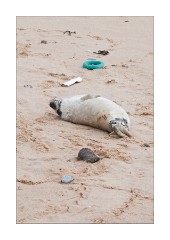 Beach Rubbish