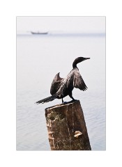Birds Everywhere