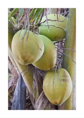 Coconuts