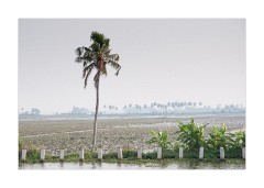 Paddy Fields