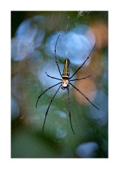 Deadly Spider