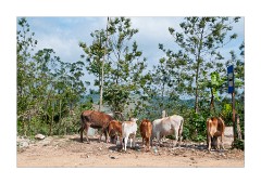 Urban Cows