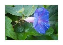 Convolvulus