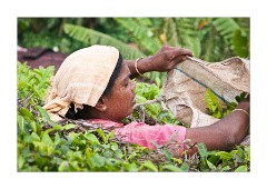 Collecting Tea