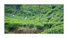 Fields of Workers