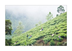 Pickers in the Mist