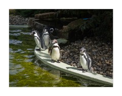 Penguins